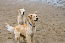 Sahlenburger Hundestrand 2010