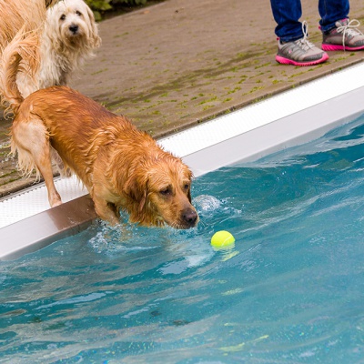 Hund-im-Freibad-IMG_7324_LR_70D.jpg