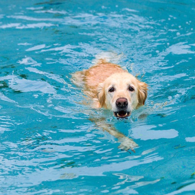Hund-im-Freibad-IMG_7246_LR_70D.jpg