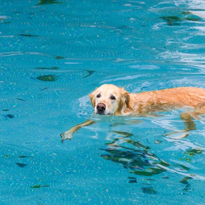 Hund-im-Freibad-IMG_7248_LR_70D.jpg