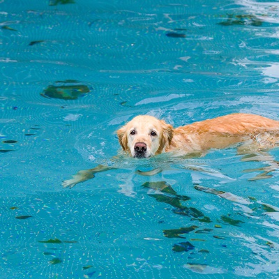 Hund-im-Freibad-IMG_7249_LR_70D.jpg