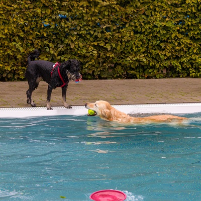 Hund-im-Freibad-IMG_7250_LR_70D.jpg