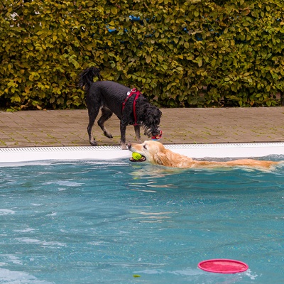 Hund-im-Freibad-IMG_7253_LR_70D.jpg