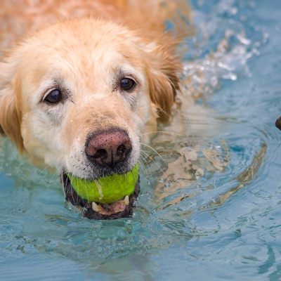 Hund-im-Freibad-IMG_7267_LR_70D.jpg