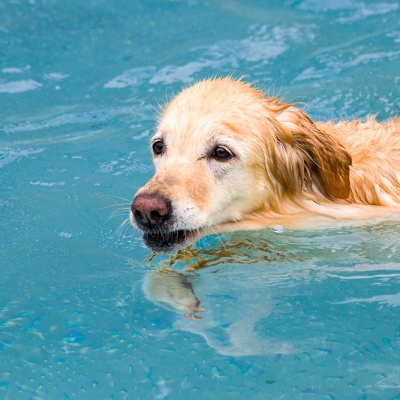 Hund-im-Freibad-IMG_7276_LR_70D.jpg