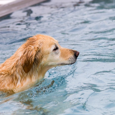 Hund-im-Freibad-IMG_7281_LR_70D.jpg
