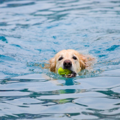 Hund-im-Freibad-IMG_7302_LR_70D.jpg