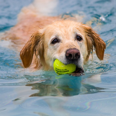 Hund-im-Freibad-IMG_7309_LR_70D.jpg