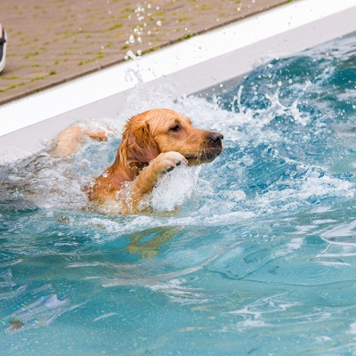Hund-im-Freibad-IMG_7316_LR_70D.jpg