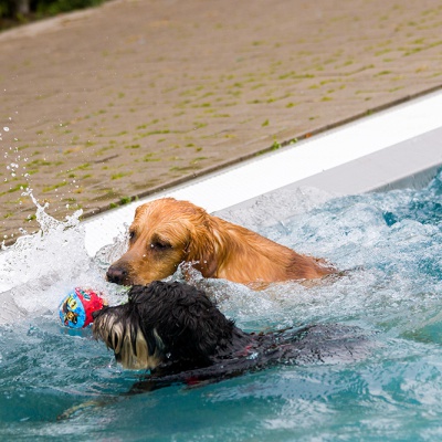 Hund-im-Freibad-IMG_7318_LR_70D.jpg