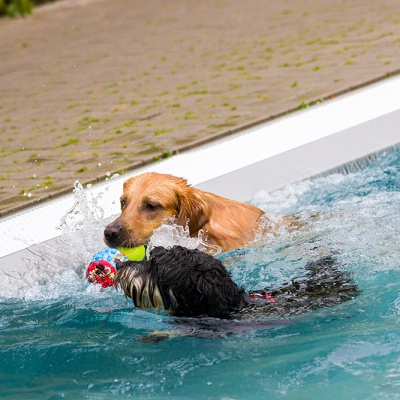 Hund-im-Freibad-IMG_7320_LR_70D.jpg