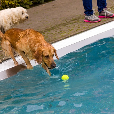 Hund-im-Freibad-IMG_7321_LR_70D.jpg