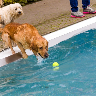 Hund-im-Freibad-IMG_7322_LR_70D.jpg