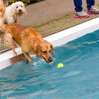 Hund-im-Freibad-IMG_7323_LR_70D.jpg