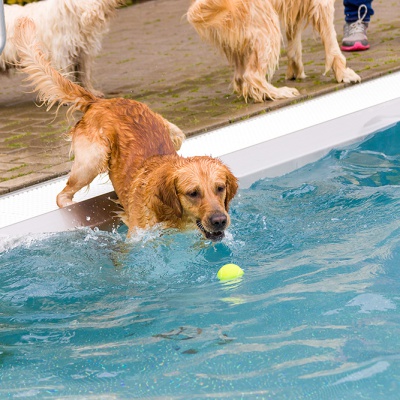 Hund-im-Freibad-IMG_7326_LR_70D.jpg