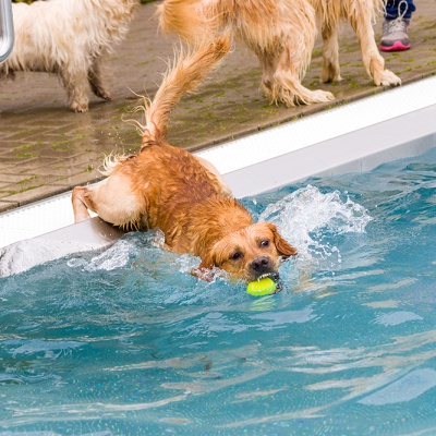Hund-im-Freibad-IMG_7327_LR_70D.jpg