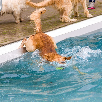 Hund-im-Freibad-IMG_7328_LR_70D.jpg