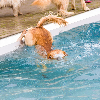 Hund-im-Freibad-IMG_7329_LR_70D.jpg