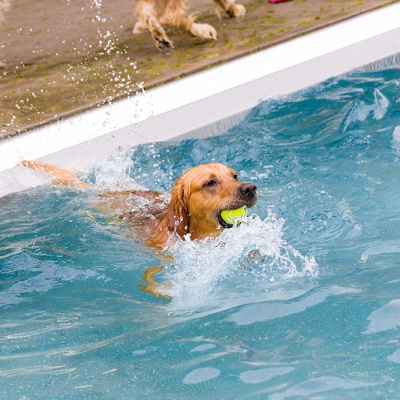 Hund-im-Freibad-IMG_7331_LR_70D.jpg