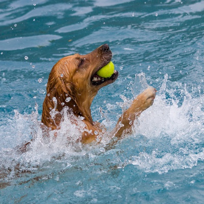 Hund-im-Freibad-IMG_7343_LR_70D.jpg