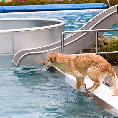 Hund-im-Freibad-IMG_7350_LR_70D.jpg