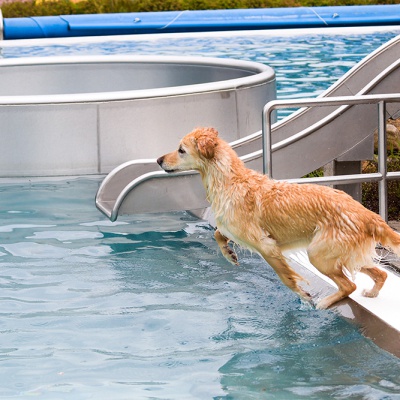 Hund-im-Freibad-IMG_7351_LR_70D.jpg