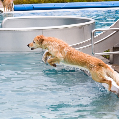 Hund-im-Freibad-IMG_7352_LR_70D.jpg
