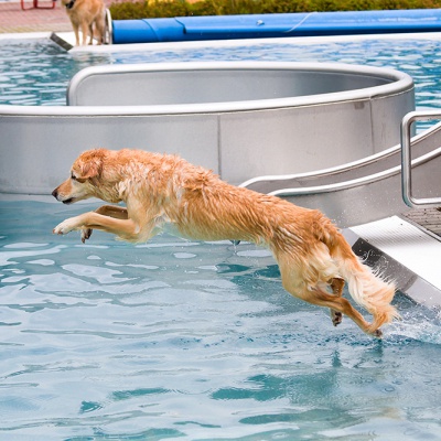 Hund-im-Freibad-IMG_7353_LR_70D.jpg