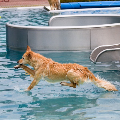 Hund-im-Freibad-IMG_7354_LR_70D.jpg