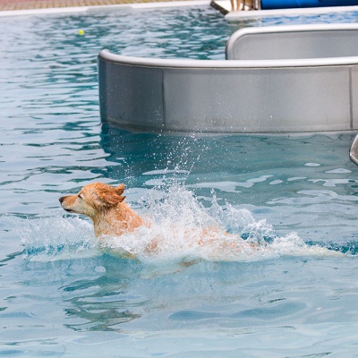 Hund-im-Freibad-IMG_7355_LR_70D.jpg