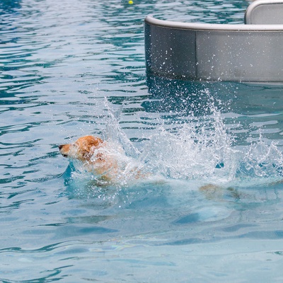 Hund-im-Freibad-IMG_7356_LR_70D.jpg