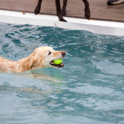 Hund-im-Freibad-IMG_2453_LR_6D-MKII.jpg