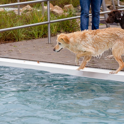 Hund-im-Freibad-IMG_2456_LR_6D-MKII.jpg