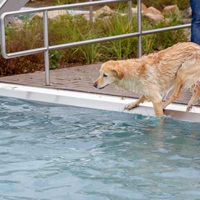 Hund-im-Freibad-IMG_2458_LR_6D-MKII.jpg