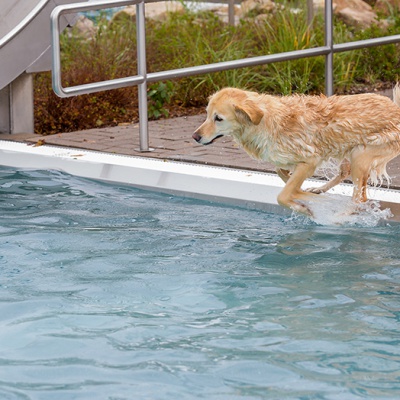 Hund-im-Freibad-IMG_2459_LR_6D-MKII.jpg