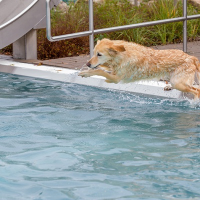 Hund-im-Freibad-IMG_2460_LR_6D-MKII.jpg