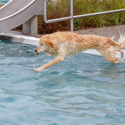 Hund-im-Freibad-IMG_2461_LR_6D-MKII.jpg