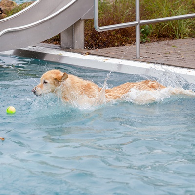 Hund-im-Freibad-IMG_2462_LR_6D-MKII.jpg