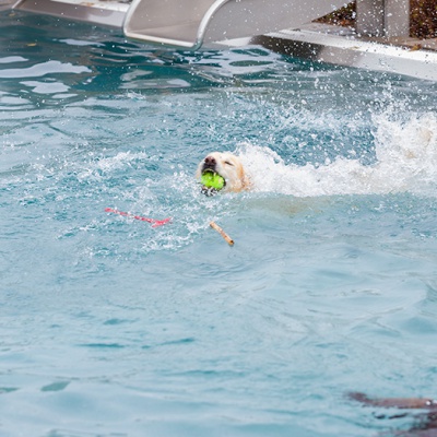 Hund-im-Freibad-IMG_2465_LR_6D-MKII.jpg