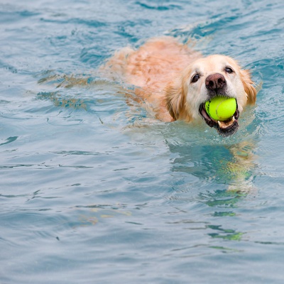 Hund-im-Freibad-IMG_2469_LR_6D-MKII.jpg