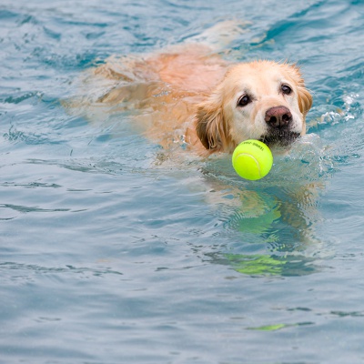 Hund-im-Freibad-IMG_2470_LR_6D-MKII.jpg