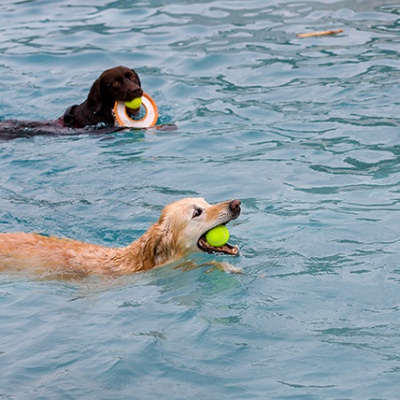 Hund-im-Freibad-IMG_2473_LR_6D-MKII.jpg