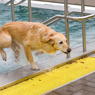 Hund-im-Freibad-IMG_2474_LR_6D-MKII.jpg
