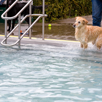 Hund-im-Freibad-IMG_2477_LR_6D-MKII.jpg
