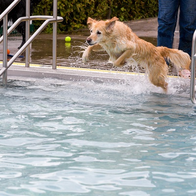 Hund-im-Freibad-IMG_2478_LR_6D-MKII.jpg