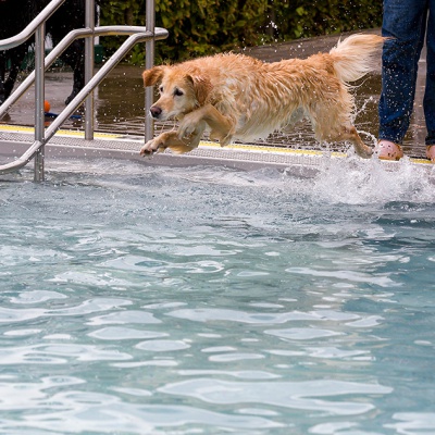 Hund-im-Freibad-IMG_2479_LR_6D-MKII.jpg