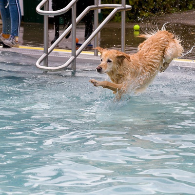 Hund-im-Freibad-IMG_2480_LR_6D-MKII.jpg