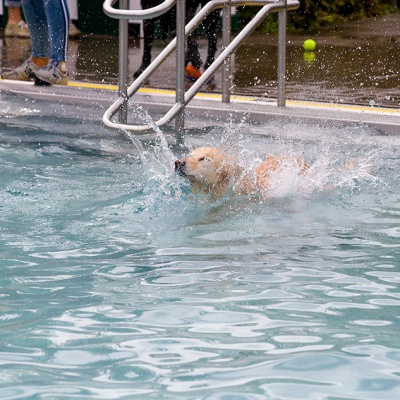 Hund-im-Freibad-IMG_2481_LR_6D-MKII.jpg