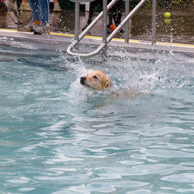 Hund-im-Freibad-IMG_2482_LR_6D-MKII.jpg