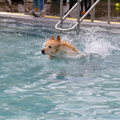 Hund-im-Freibad-IMG_2483_LR_6D-MKII.jpg